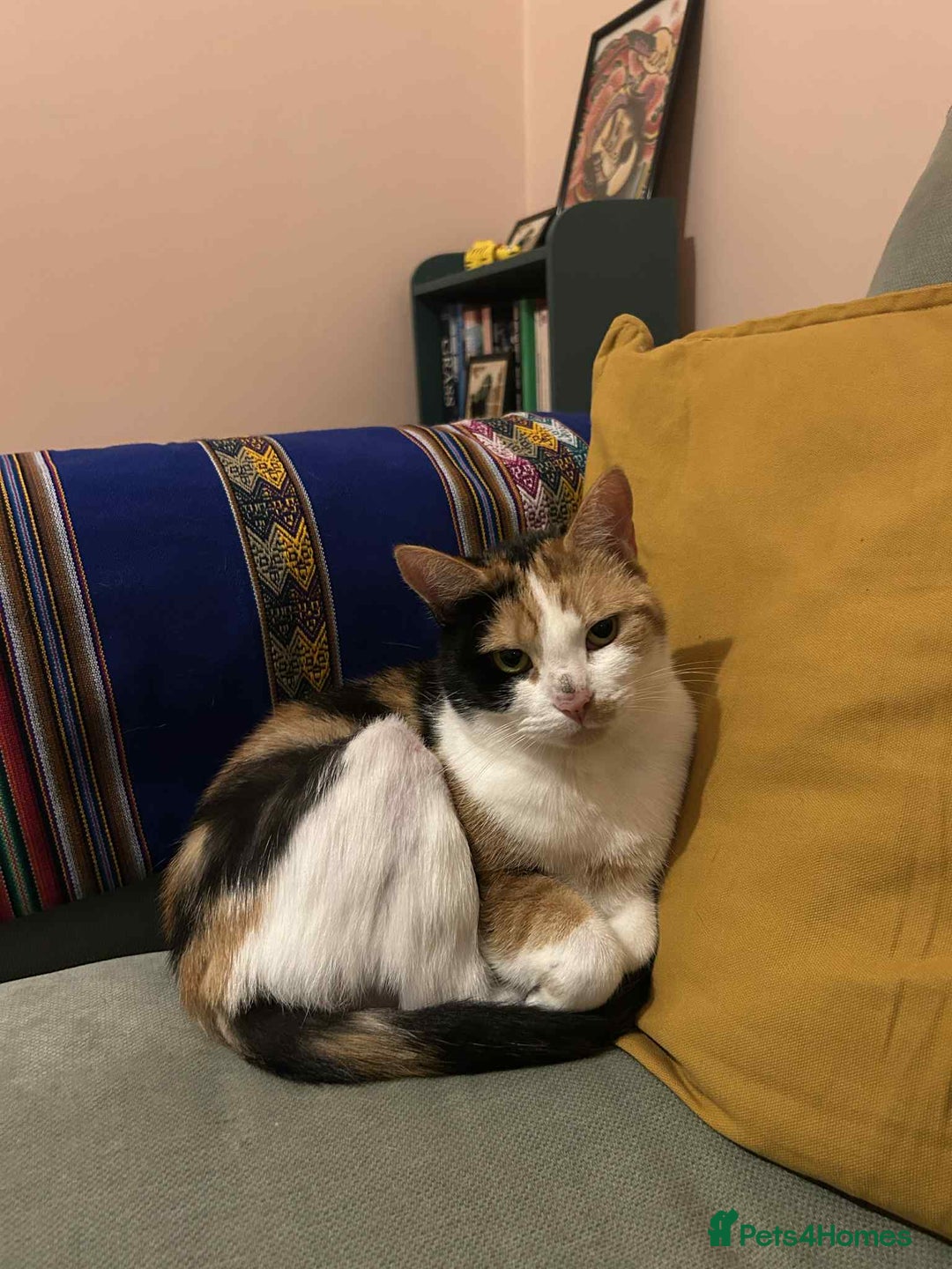 Mixed Breed cats for adoption: Beautiful girl looking for special forever home - Image 2