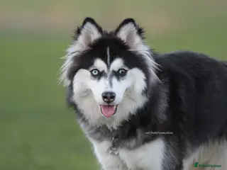 Pomsky dogs F3 Pomsky female Evie - Advert 1