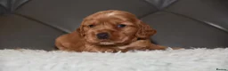Cocker Spaniel dogs for sale: Kc Reg Show Type Cocker Spaniel  Health Tested - Advert 6