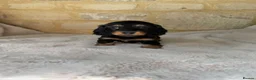 Miniature Dachshund dogs for sale: READY NOW KC Long-Haired Miniature Dachshund girl - Advert 24