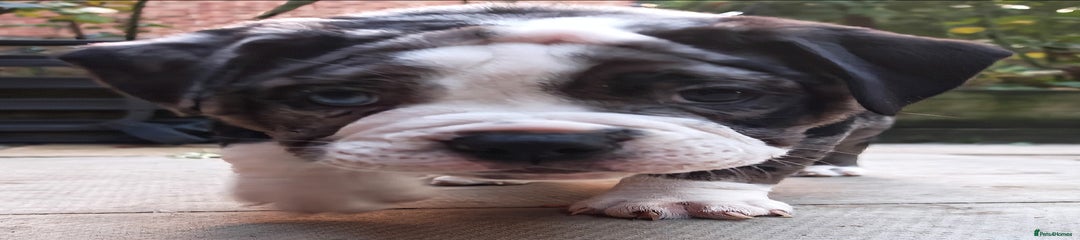 Olde English Bulldogge Patch