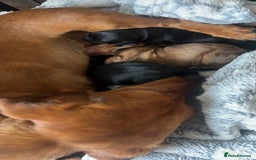 Miniature Dachshund dogs for sale: kc reg miniature smooth Dachshund 1 girl 1 boy - Image 14
