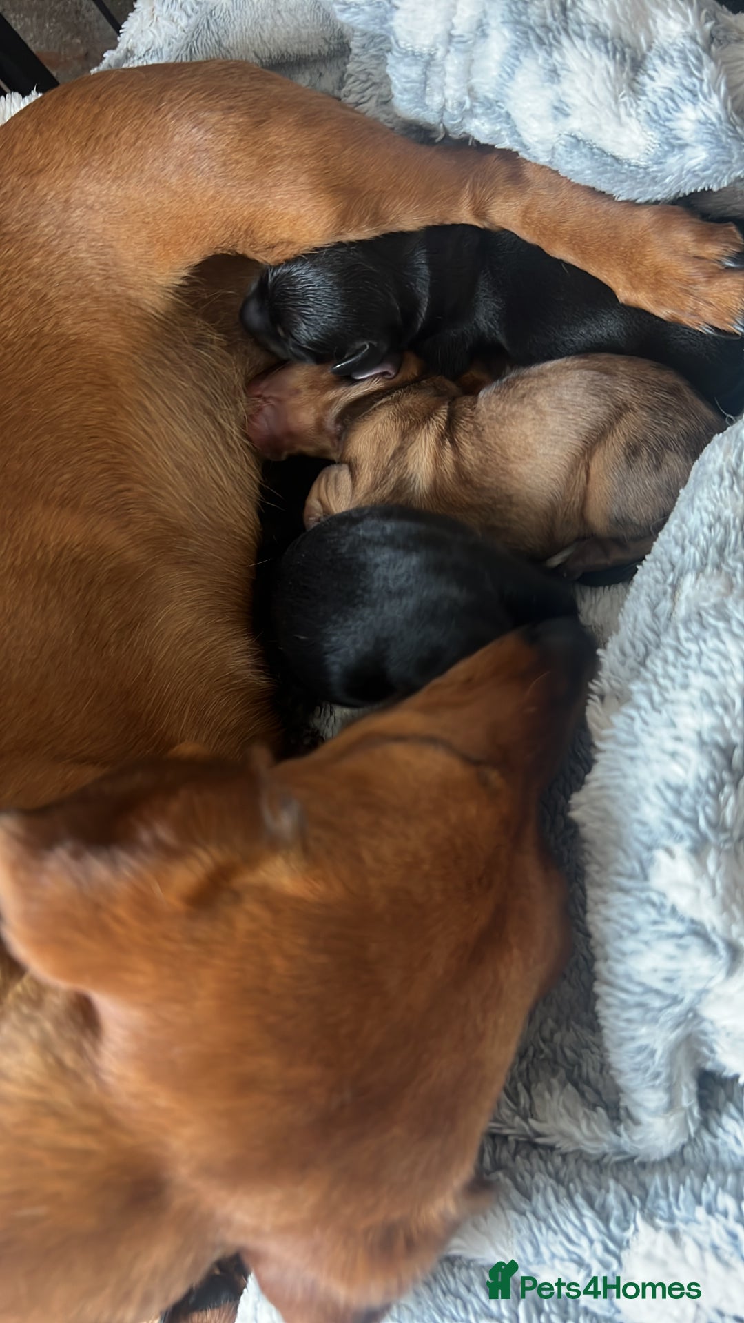 Miniature Dachshund dogs for sale: kc reg miniature smooth Dachshund 1 girl 1 boy - Image 14