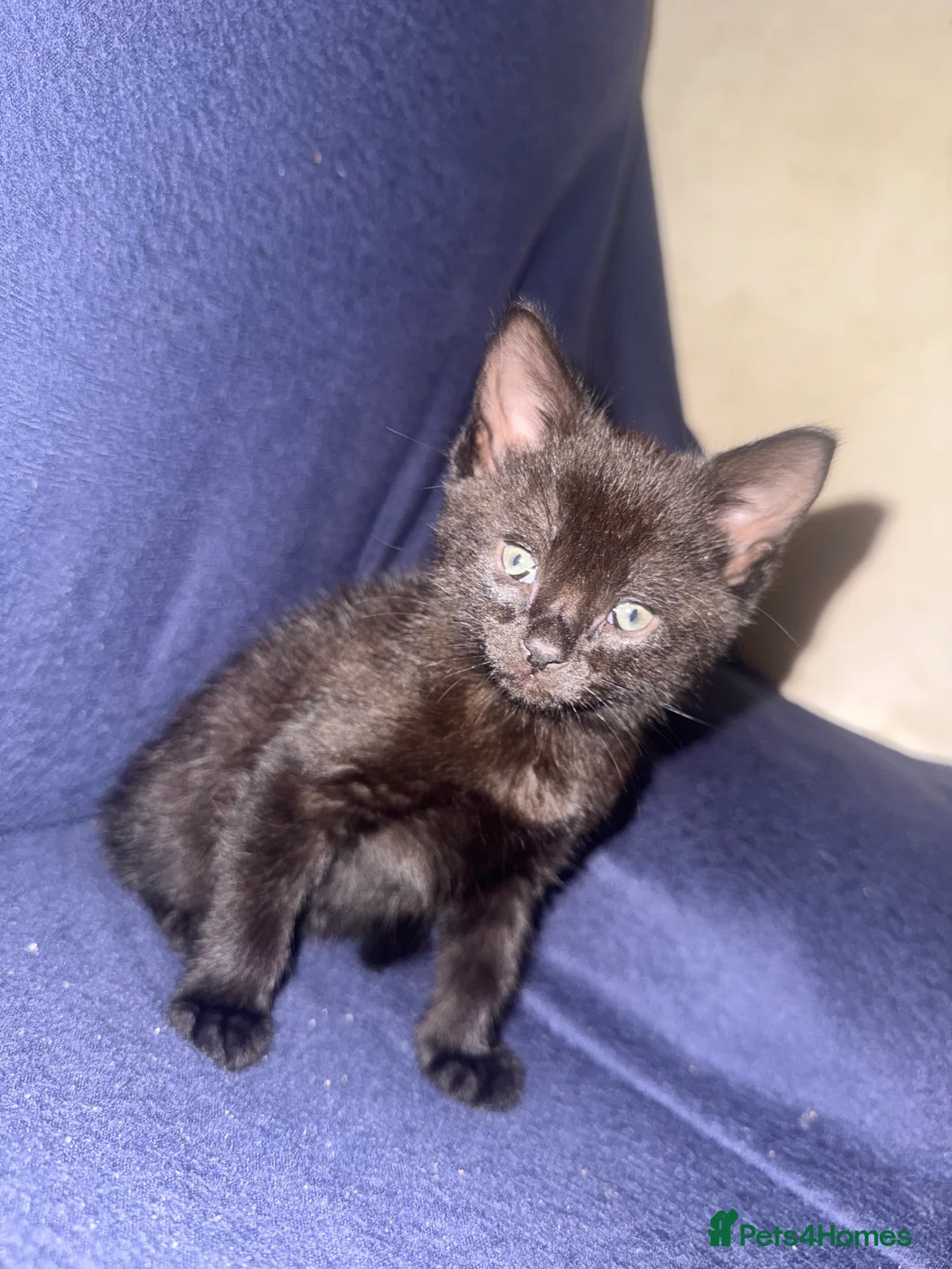 Mixed Breed cats for sale: Mixed Breed Kittens  - Advert 2