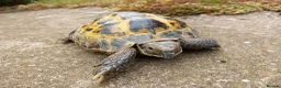 Tortoise reptiles for sale: For Sale 12 year old Male Tortoise and 2 x houses - Advert 3