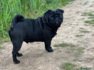 Pug dogs Pug for stud PDE clear (proven) in Saint Helens - Advert 2