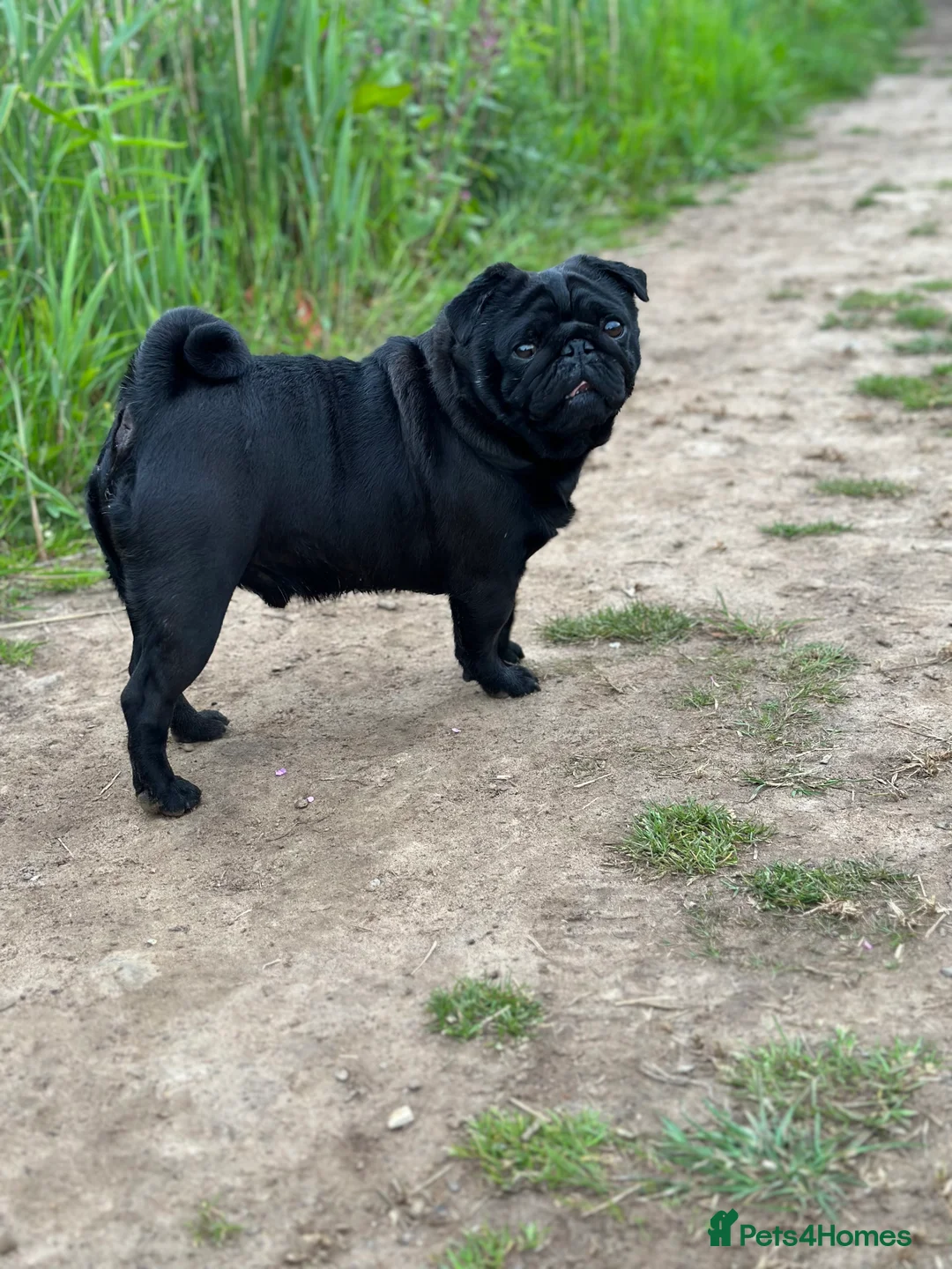 Pug dogs for stud: Pug for stud PDE clear (proven) in Saint Helens - Advert 1