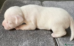 Jack Russell dogs for sale: 6 Jack Russell Puppies  - Advert 34