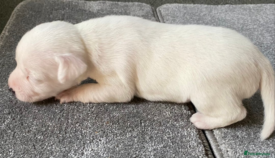 Jack Russell dogs for sale: 6 Jack Russell Puppies  - Advert 34