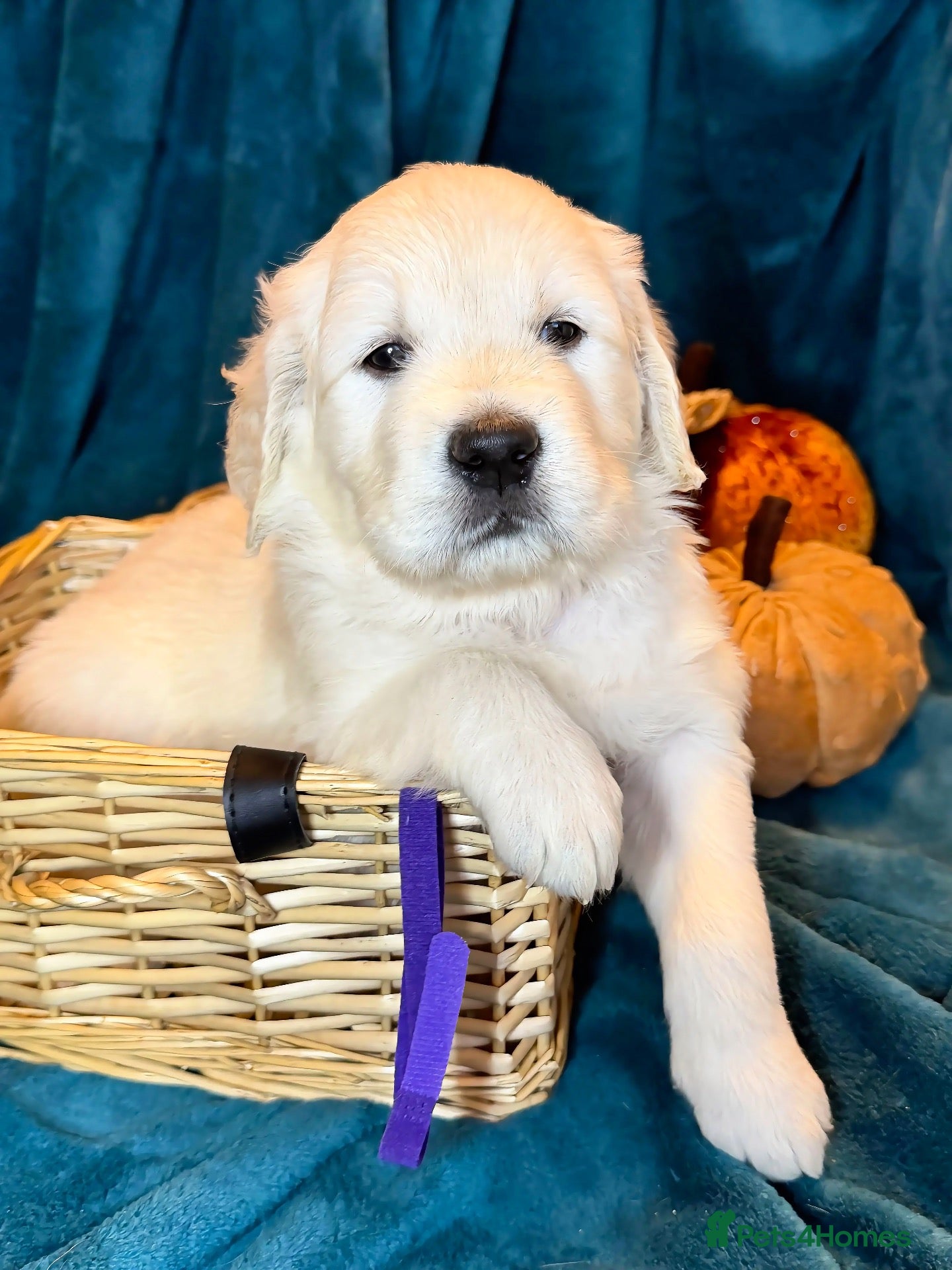 Golden Retriever dogs KC Registered Golden Retriever Puppies - Advert 1