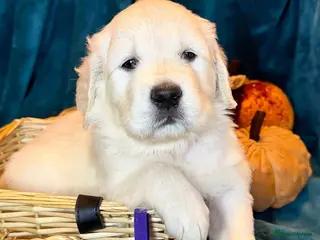 Golden Retriever dogs KC Registered Golden Retriever Puppies - Advert 1