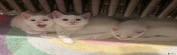 Turkish Van cats for sale: Gorgeous Turkish Van Kittens - Advert 4
