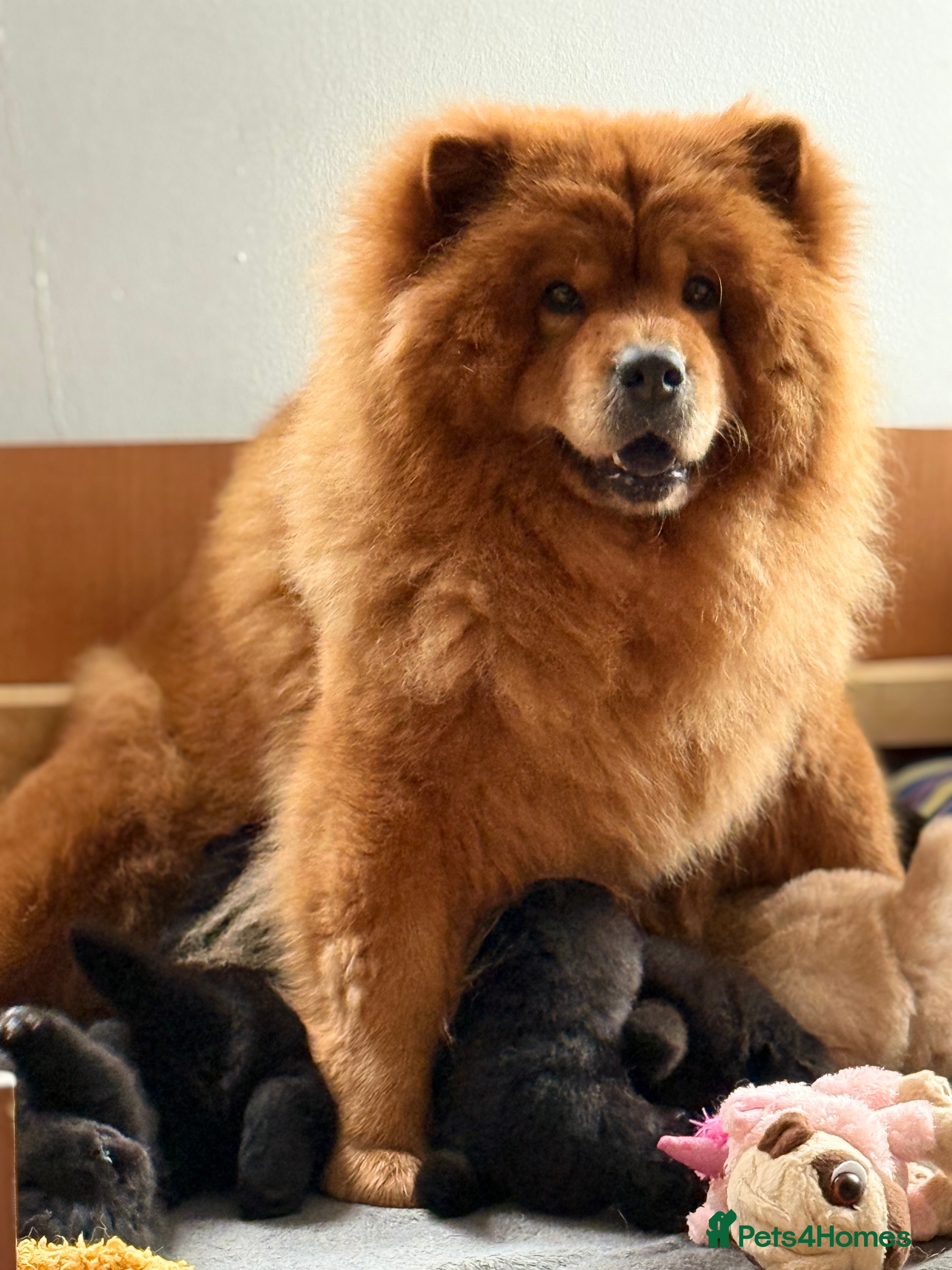 Chow Chow dogs Beautiful Chow Chow  - Advert 1
