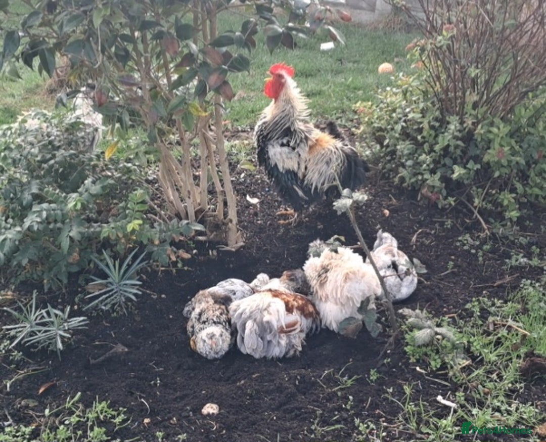 Chickens poultry for sale: Frazzler & silkie x pekin bantams - Image 6