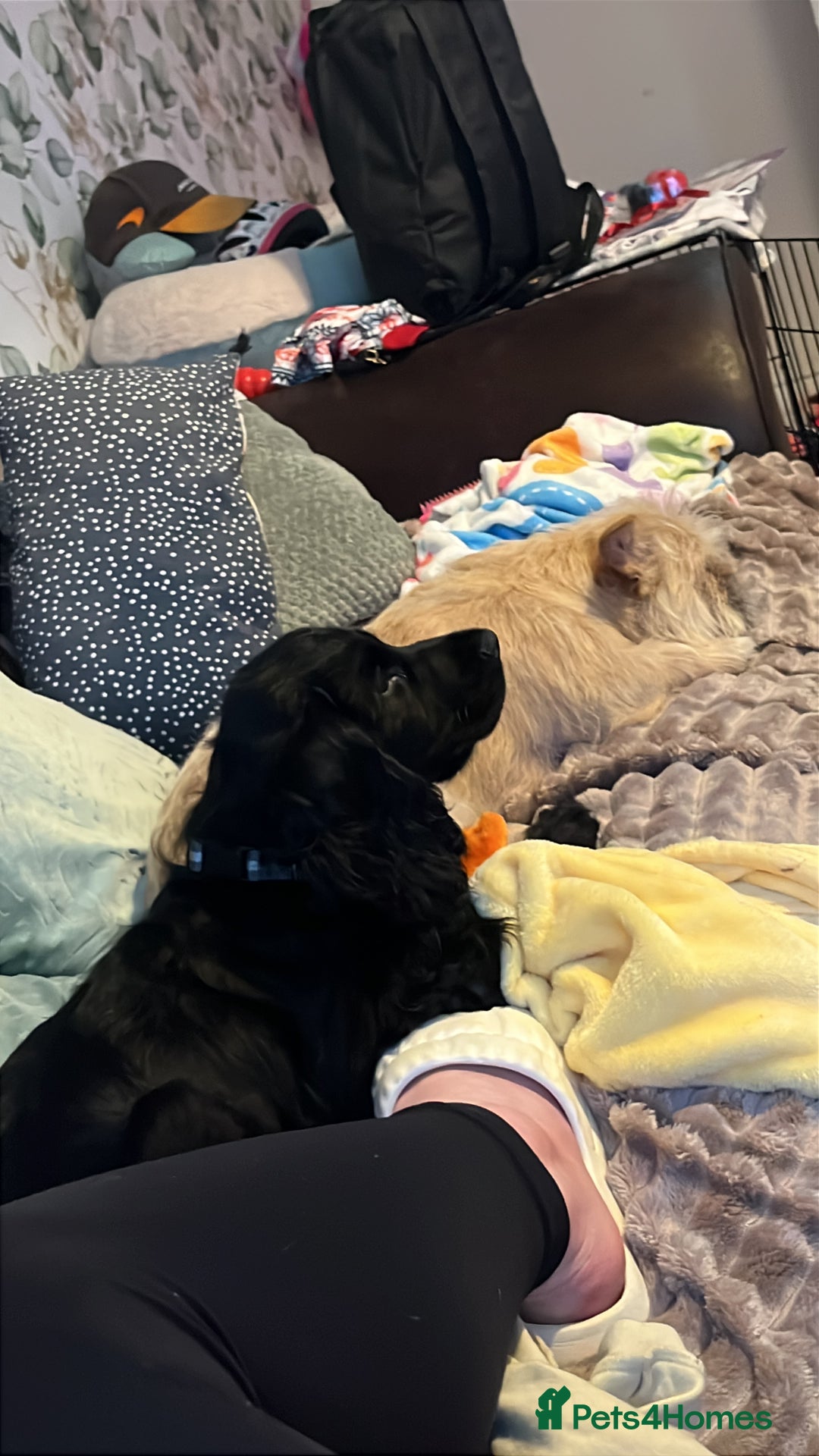 Cocker Spaniel dogs for sale: Beautiful Black Cocker Spaniel. - Advert 2