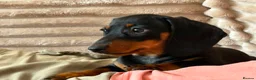 Miniature Dachshund dogs for sale: Minature Dachshund Pups - Advert 7