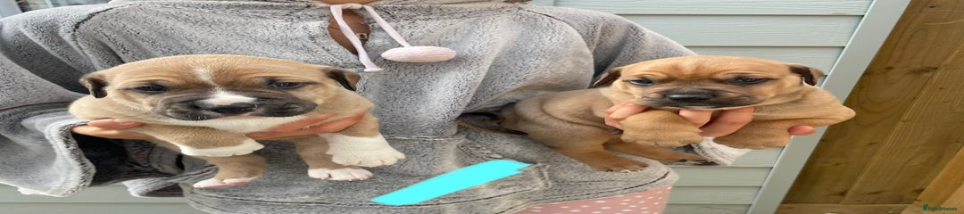 Puppy 1