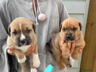 Mixed Breed dogs - Advert 27