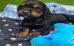 Cocker Spaniel dogs for sale: READY NOW WORKING COCKER SPANIEL PUPPYS - Image 9