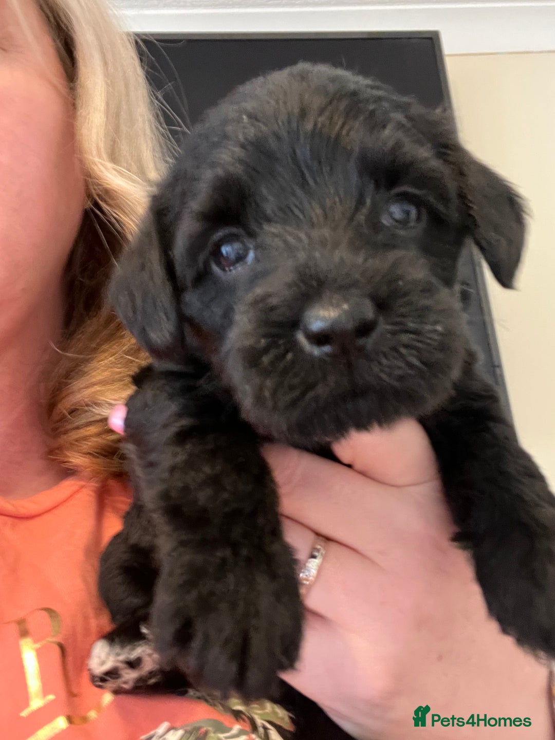 Miniature Schnauzer dogs for sale: 🐾🤎🐶Cavaschnauzer-Pups🐶🤎🐾 - Image 20