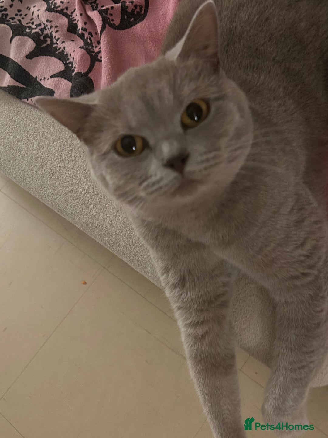 British Shorthair cats for sale: SOLD!!!! - Advert 30