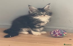 Maine Coon cats for sale: Maine Coon kittens Available!!!! - Image 10