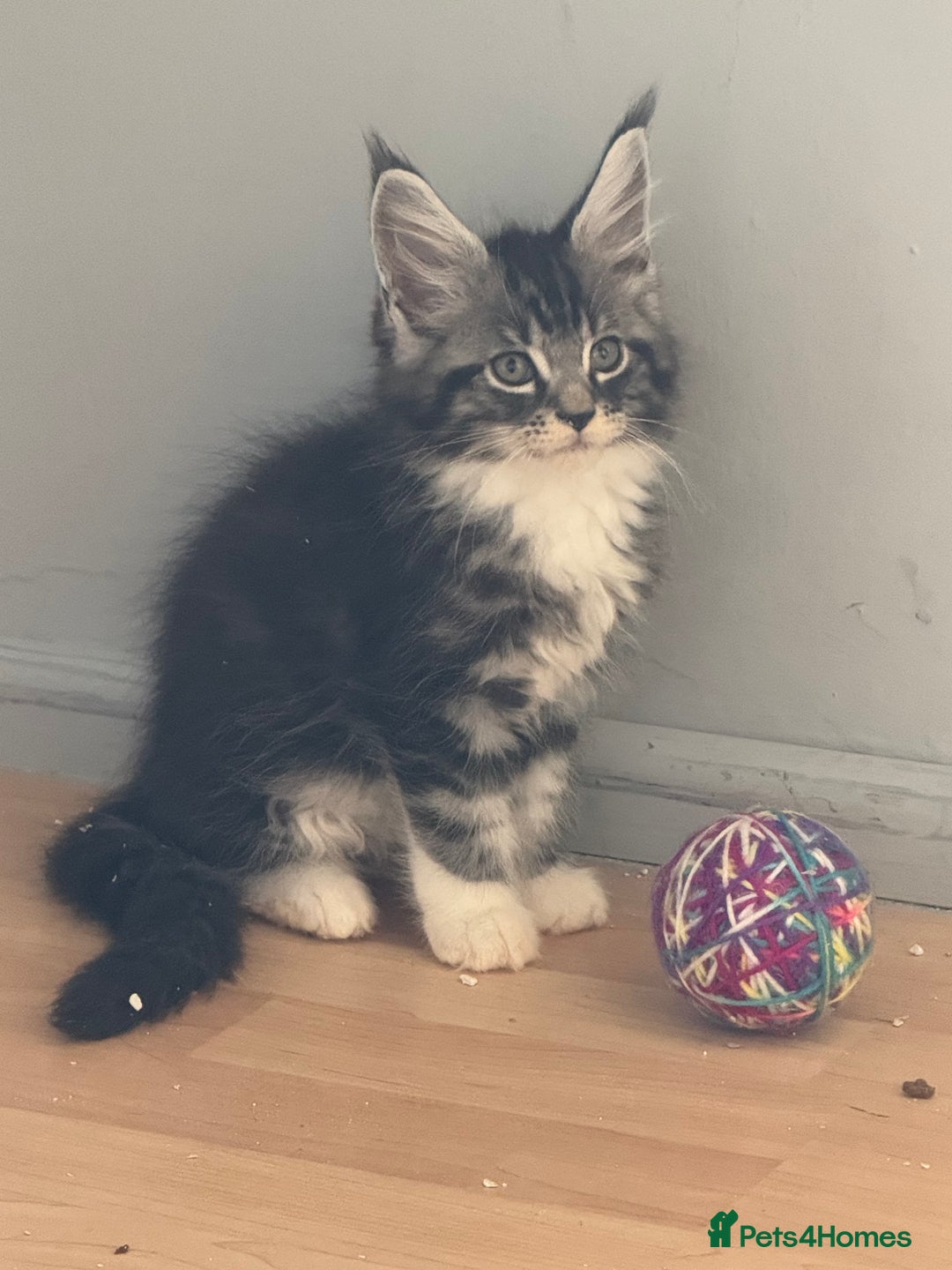 Maine Coon cats for sale: Maine Coon kittens Available!!!! - Image 10