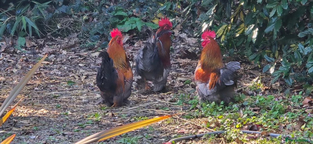 Chickens poultry for sale: Bantam Roosters x3 in Droitwich - Advert 1