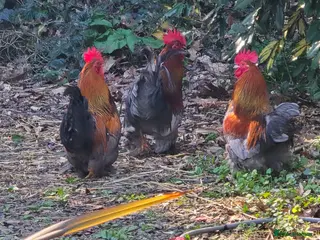 Chickens poultry Bantam Roosters x3 - Advert 1