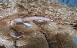 Cavapoo dogs for sale: Adorable cavapoo puppies - Image 8
