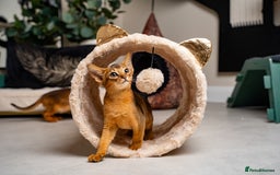 Abyssinian cats for sale: Premium Abyssinian kittens-TICA- Champion Pedigree - Image 13