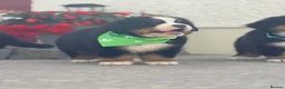 Bernese Mountain Dog dogs for sale: Kc Bernese mountain pups  - Advert 3