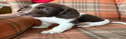English Springer Spaniel dogs for sale: English Springer spaniel  in Carmarthen - Advert 9