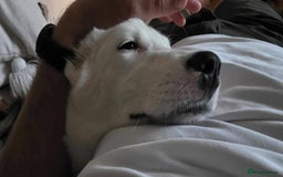 Mixed Breed dogs for adoption: Kira for adoption - Image 3