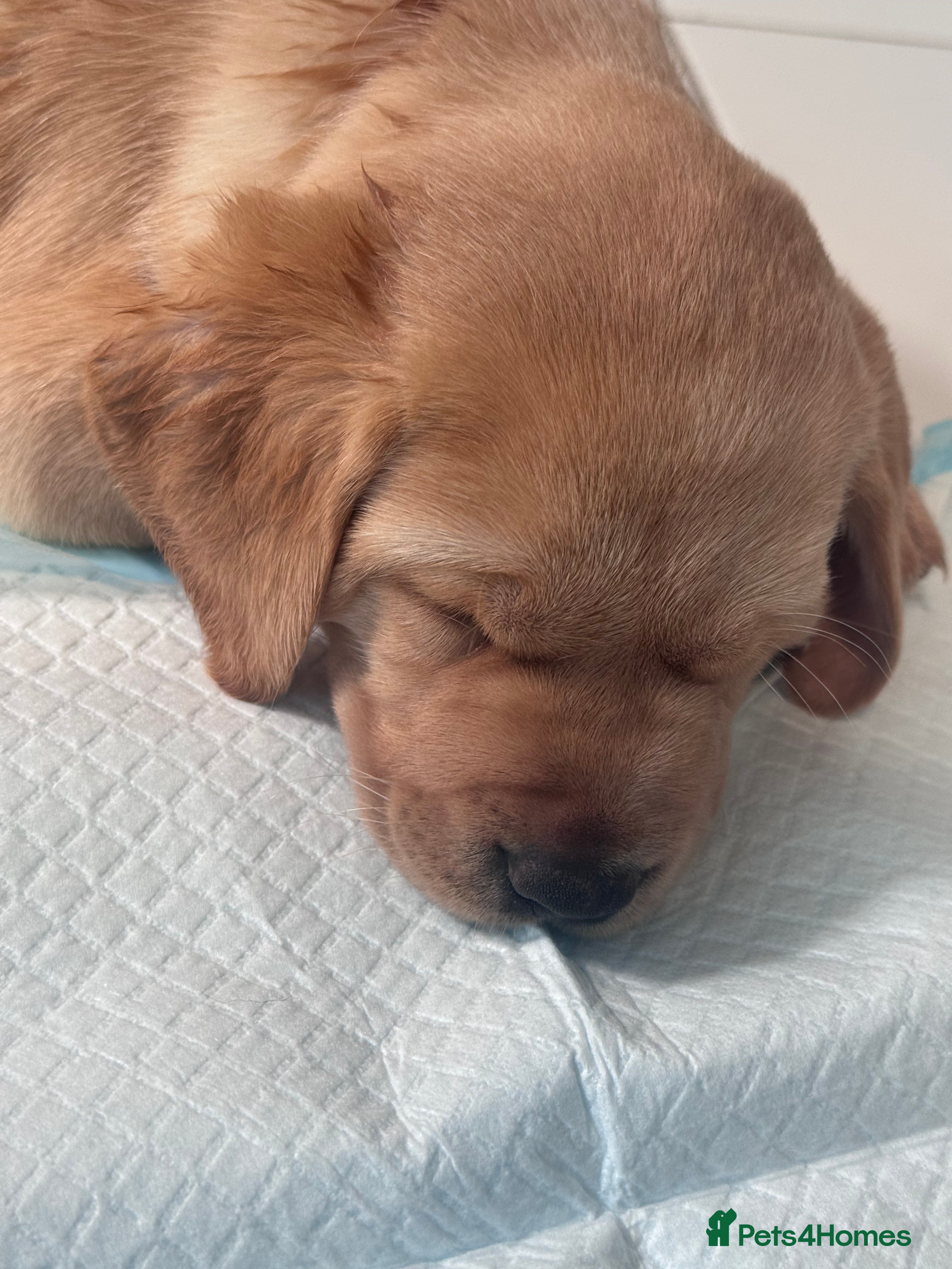 Labrador Retriever dogs KC Registered beautiful working labrador puppies - Advert 2