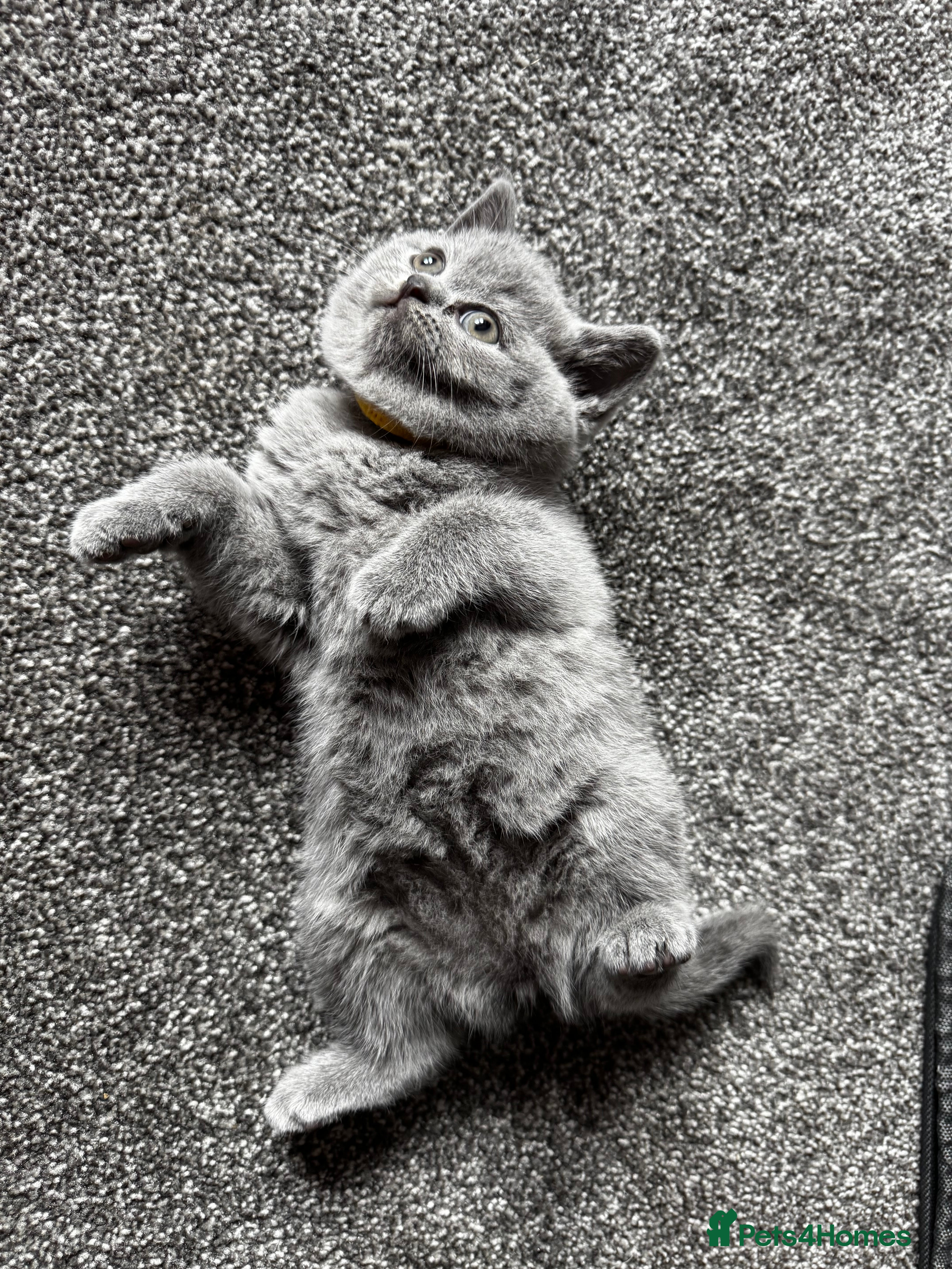 British Shorthair cats British Shorthair kittens ACTIVE/Non-active - Advert 2