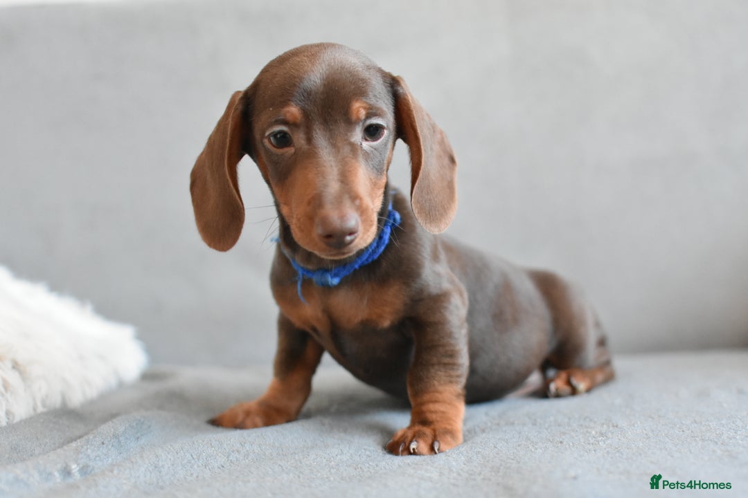 Miniature Dachshund dogs for sale: Miniature Dachshund Boys **READY NOW** - Image 7