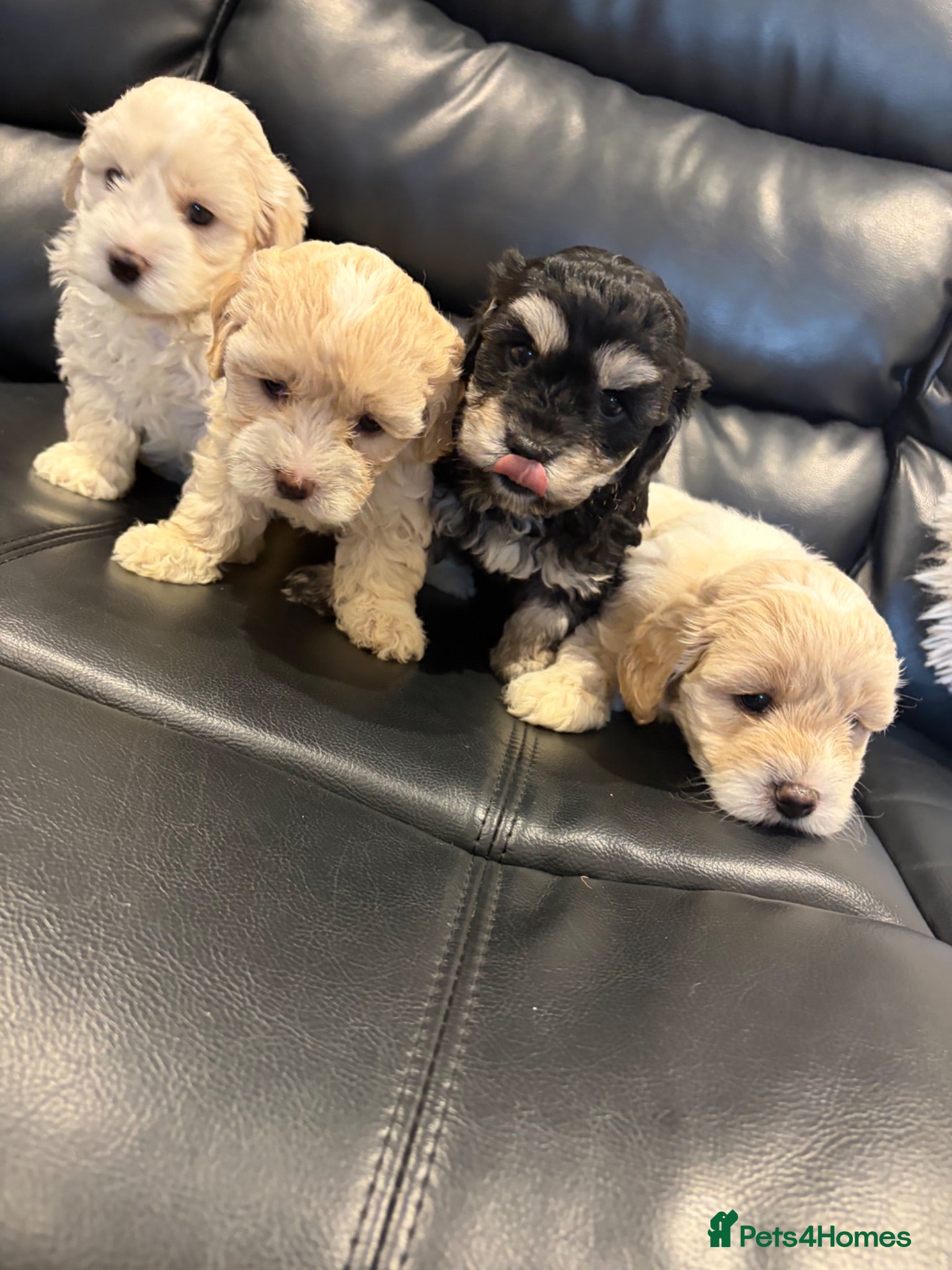 Maltipoo dogs Stunning Maltipoo Puppies - Advert 4