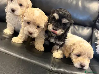 Maltipoo dogs Stunning Maltipoo Puppies - Advert 4