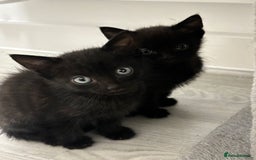 Mixed Breed cats for sale: 4 kittens looking for their forever homes  - Image 8