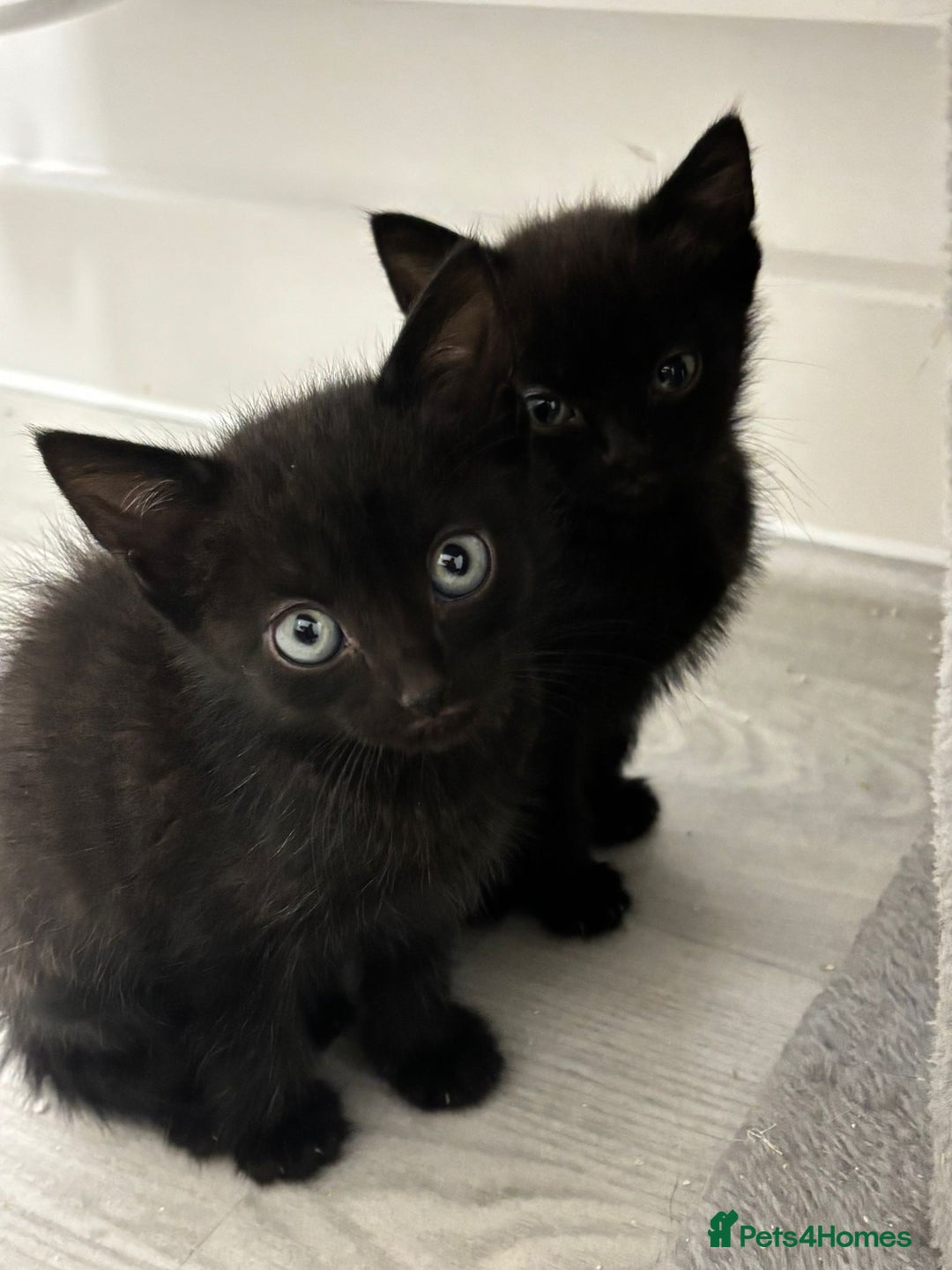 Mixed Breed cats for sale: 4 kittens looking for their forever homes  - Image 8