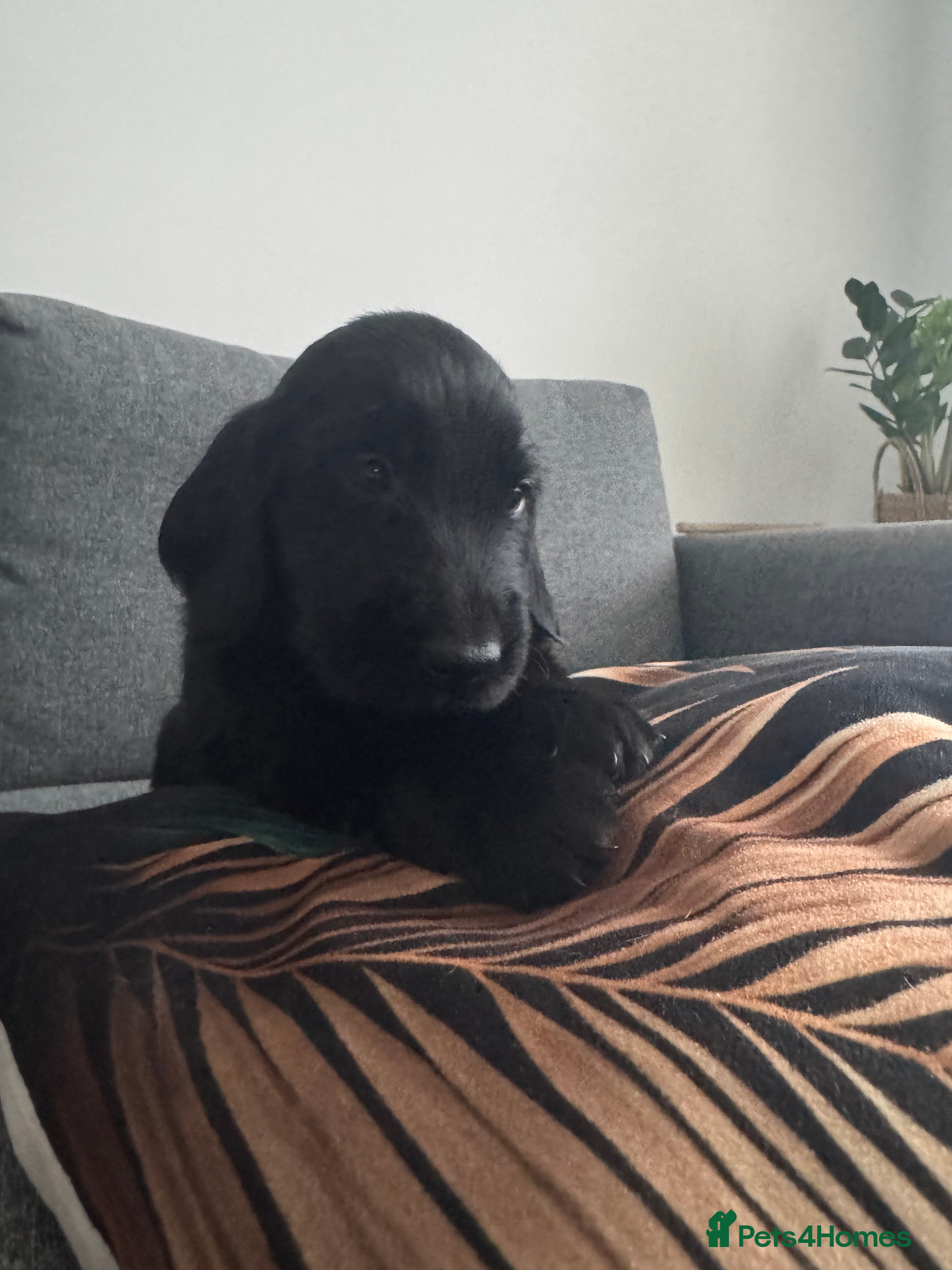Flat coated Retriever dogs KC Reg.Beautiful Flat-Coated Retriever Boys  - Advert 3