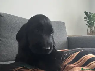 Flat coated Retriever dogs KC Reg.Beautiful Flat-Coated Retriever Boys - Advert 3