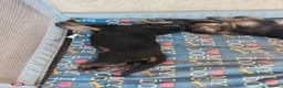 German Shepherd dogs for sale: Sheperd germany puppy - Advert 13