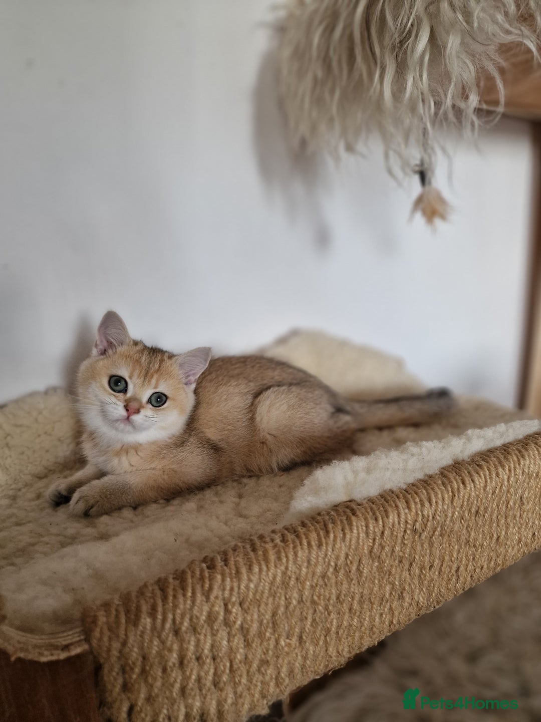 British Shorthair cats for sale: PEDIGREE BRITISH SHORT HAIR READY NOW !!! - Image 6