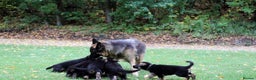 German Shepherd dogs for sale: 🐾Long-Haired German Shepherd Puppies for Sale! 🐾 - Advert 13