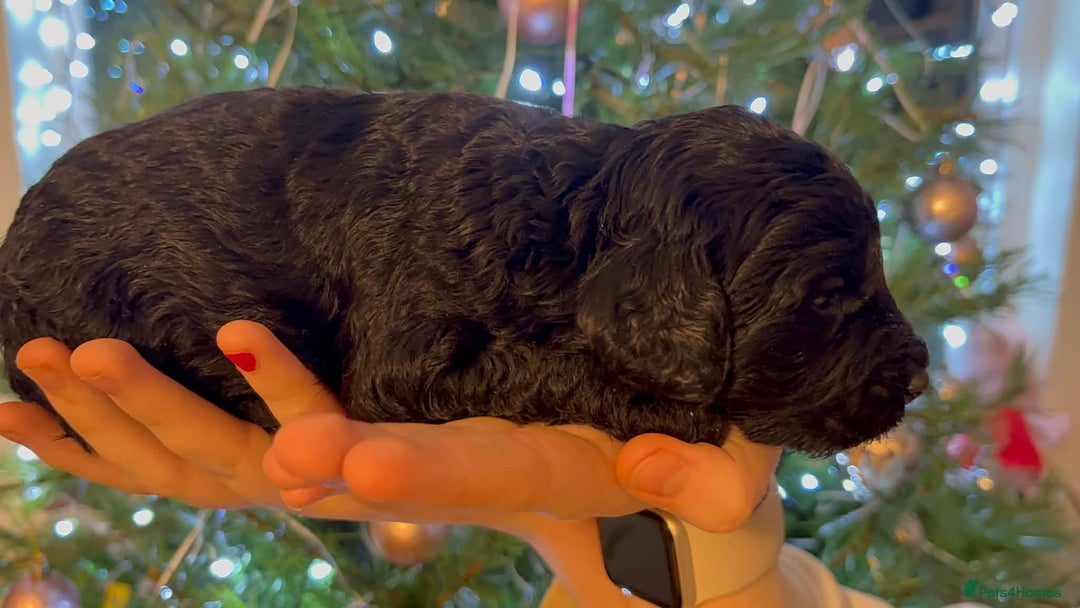 Cockapoo dogs for sale: Perfect Cockerpoo puppies  - Advert 3