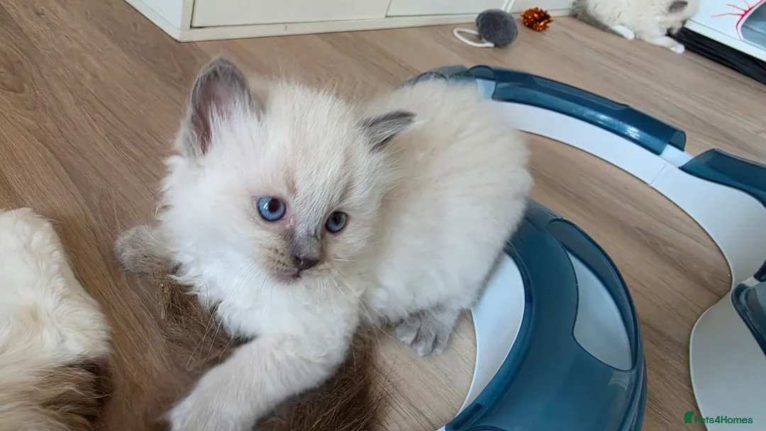 Ragdoll cats for sale: Ragdoll kittens 💉🩺 vaccinated & microchipped - Advert 2