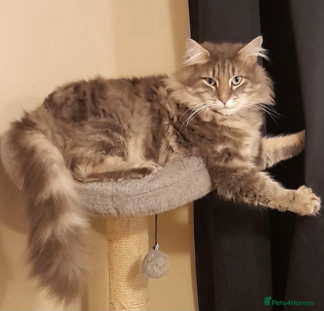 Maine Coon cats for sale: MISSING/STOLEN  - Advert 4