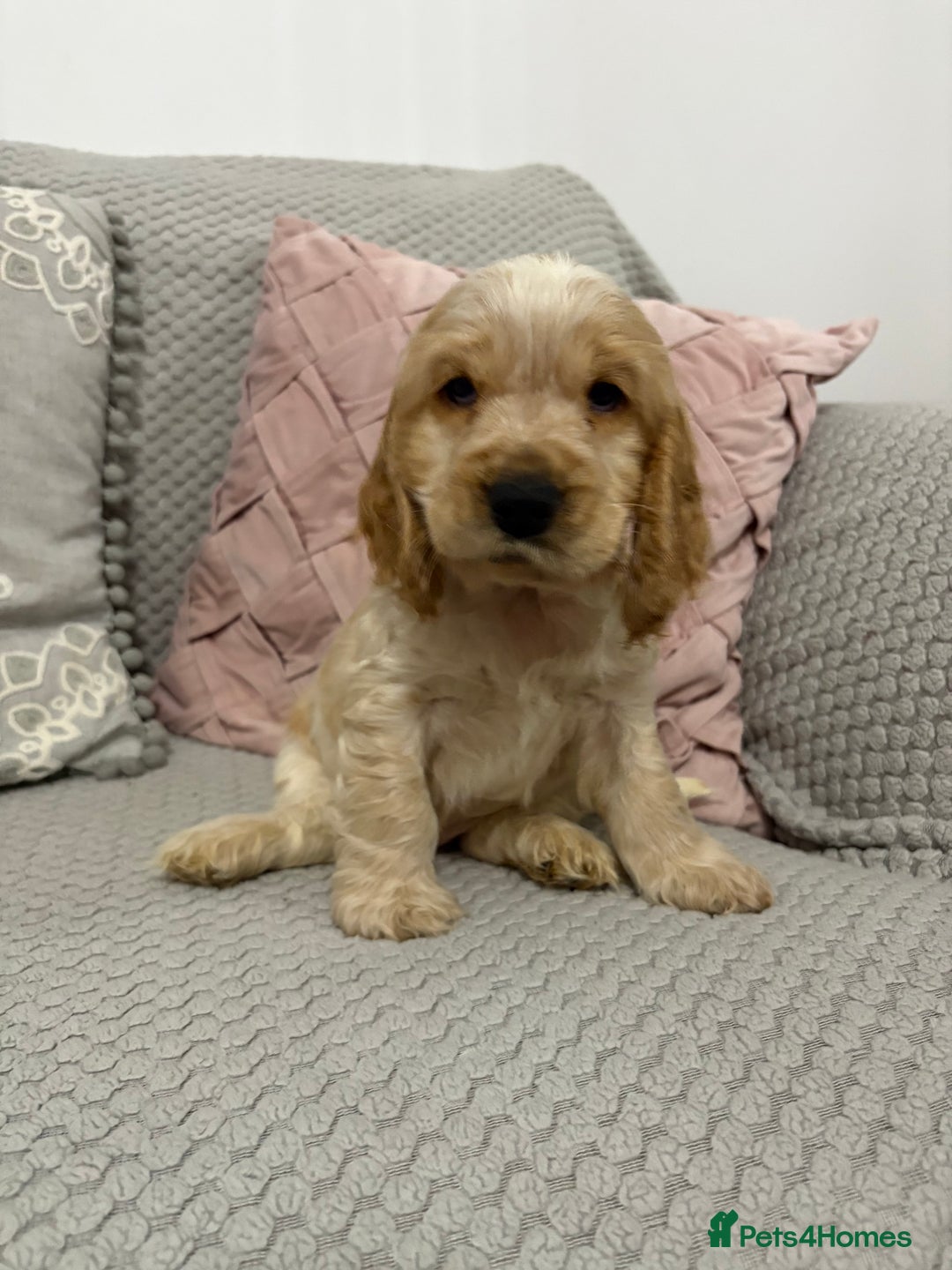 Cocker Spaniel dogs for sale: KC Reg Delightful Show Type Cocker Spaniels - Advert 22